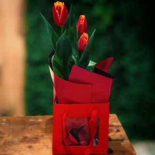Lalea ghiveci in punga cadou