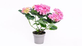 Hortenzija roze
