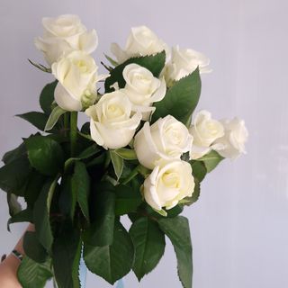 Троянда біла 9 шт