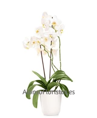 Orquídea Blanca