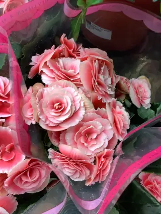 Begonia