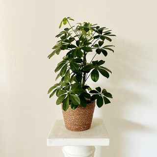 Schefflera