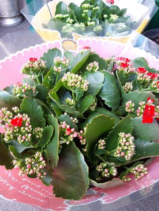 Calandiba grande( interno)