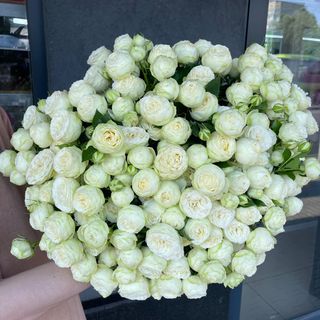 Троянда кущова півонієподібна «Сноу Волд»