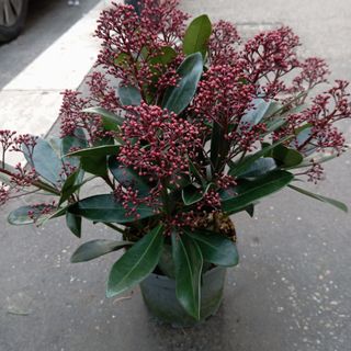 Skimmia rubella
