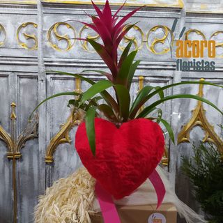 Planta "LOVE"