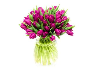 Лилави лалета 35 бр