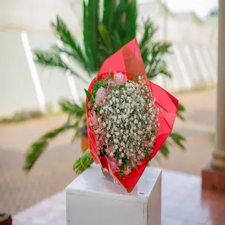 Gypsophilla