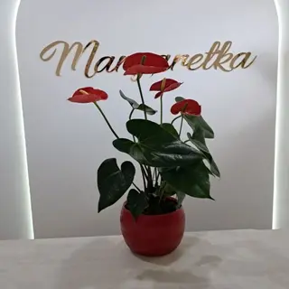 Anturium + osłonka