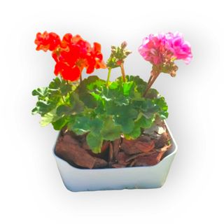 Caixa de Pelargonium (Sardinheiras)