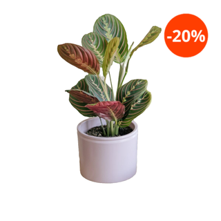 Colvin Red Bloom