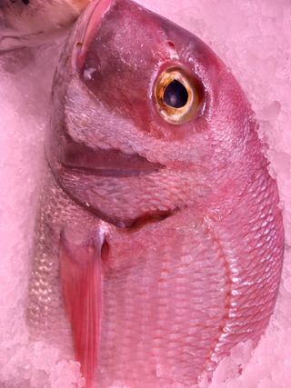 Pargo gallego