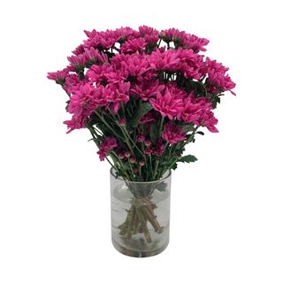 Ramo de margaritas fucsia