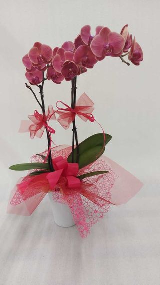 Orchidea bordeaux con ceramica