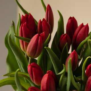 Ramo de 10 tulipanes rojos 