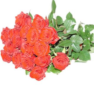 Róże na sztuki 60cm