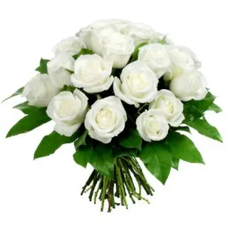 12 Rose Bianche
