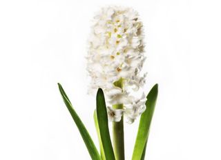 Зюмбюл, Бял