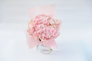 Różowa hortensja  w dekoracyjnym opakowaniu