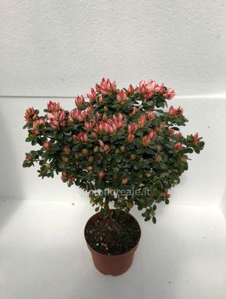 Alberello di Azalea