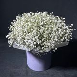 Бокс з гіпсофілу