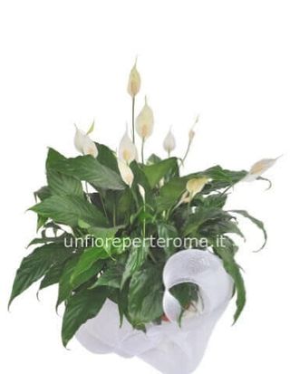 Spatiphilium ciotola 