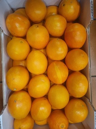 Arance da tavola al kg