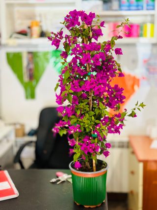 Pianta Bougainvillea