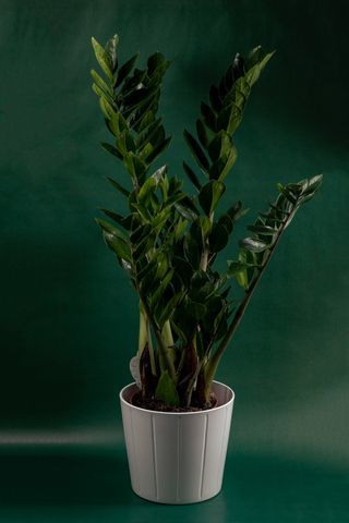 Zamioculcas, Dolar biljka