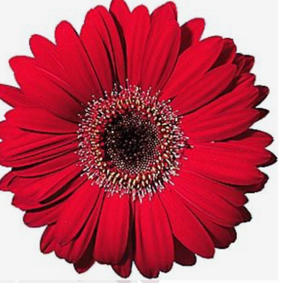 Gerbera vermelha 