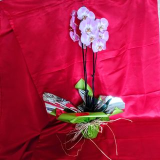 Planta De Orquidea color variado  de Dos o mas Varas Con Macetero