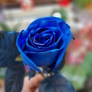 Rosa Azul tinturada suelta (unidad)