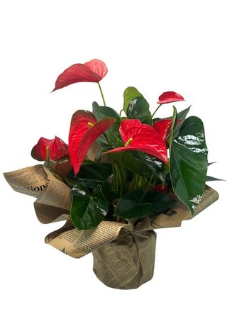 Anthurium 