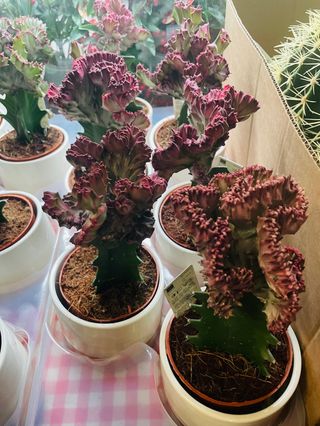 Mottled spurge cactus