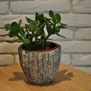 Crasula