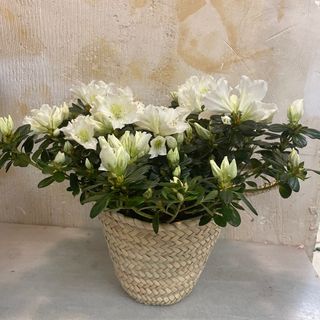 Capazo azalea blanca