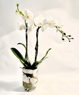 OrquÍdea En Cerámica