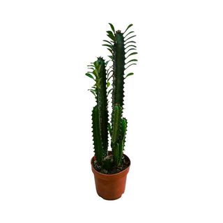 Euphorbia Ingens
