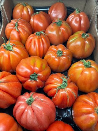 Pomodoro cuore di bue