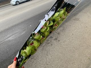 მწვანე ჰოლანდიური ორქიდეა