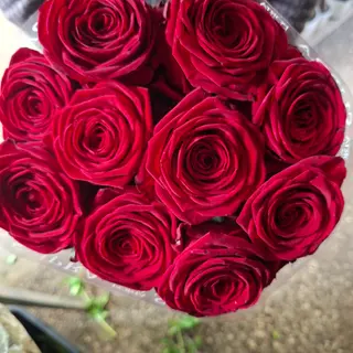 11.  Rosa  grande