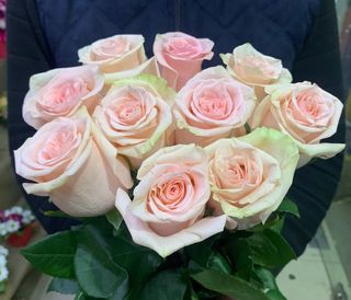 ვარდისფერი ჰოლანდიური ვარდი 10 ტოტი 