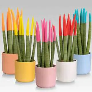 sansevieria cylindrica