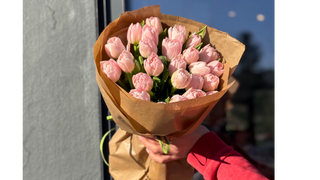 25 różowych piwoniowych tulipanów w eko opakowaniu