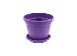 Саксия, лилава, Ф20