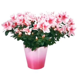 Azalia doniczkowa w osłonce