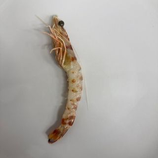 Mazzancolle  - 1 pezzo