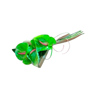 Antúrios Verdes