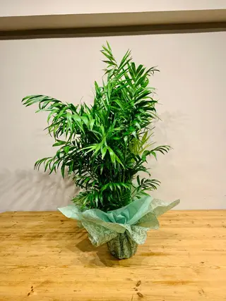Chamadorea