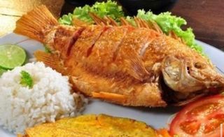 Tilapia 